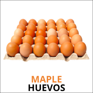 Maple de huevos de gallinas libres alimentadas con forraje verde hidroponico