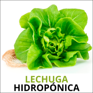 Planta de Lechuga Hidropónica