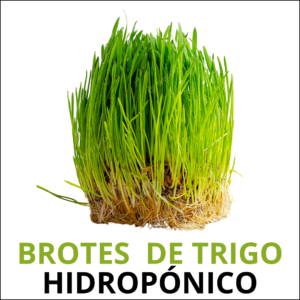 Brotes de trigo