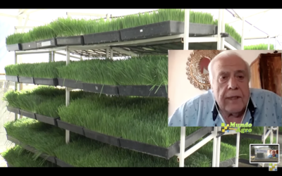 Victor Moncada, Asesor en forrajes | Sin tierra. El forraje que sólo con agua se convierte en carne.